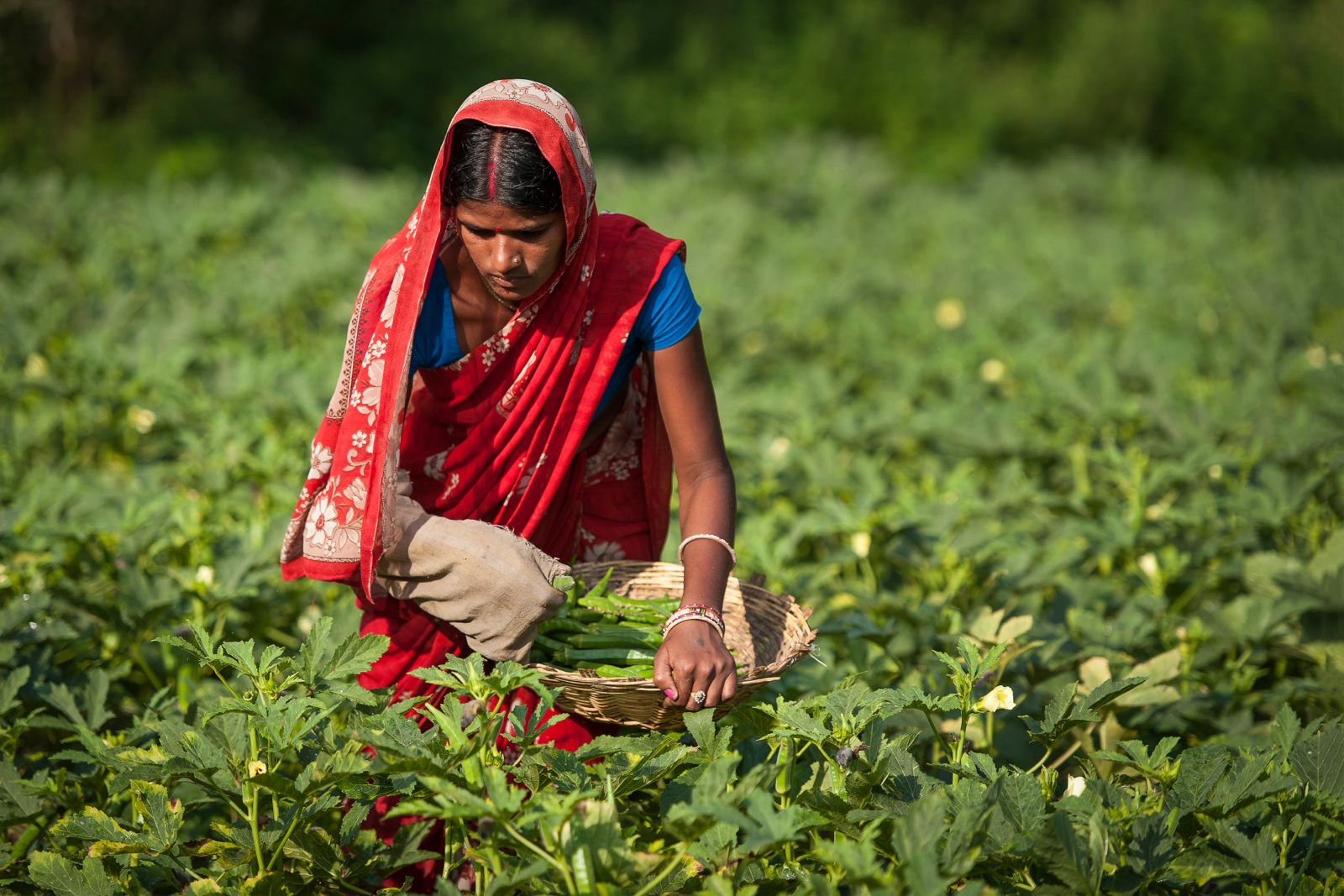 Farmers in a field